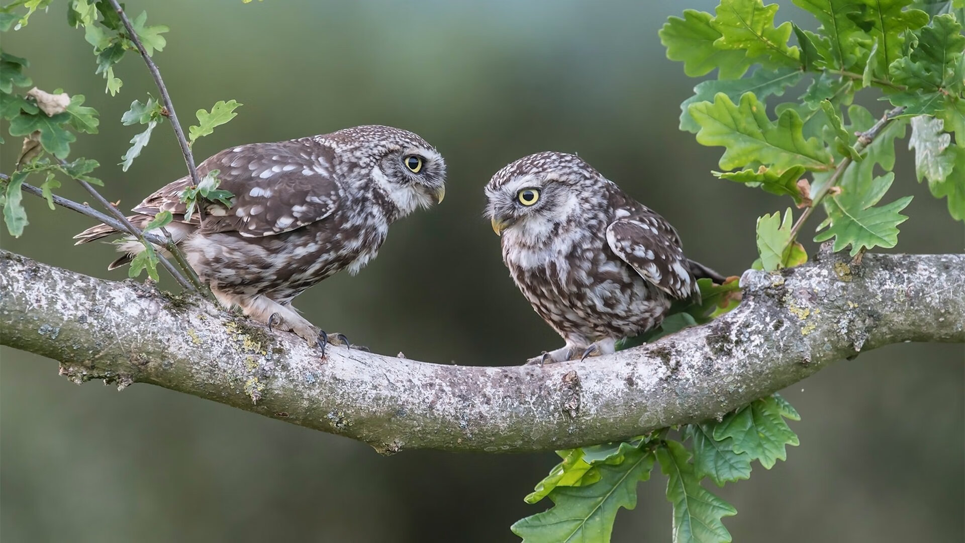 _国际赛事：跨国对抗激烈引发关注_，跨国联赛