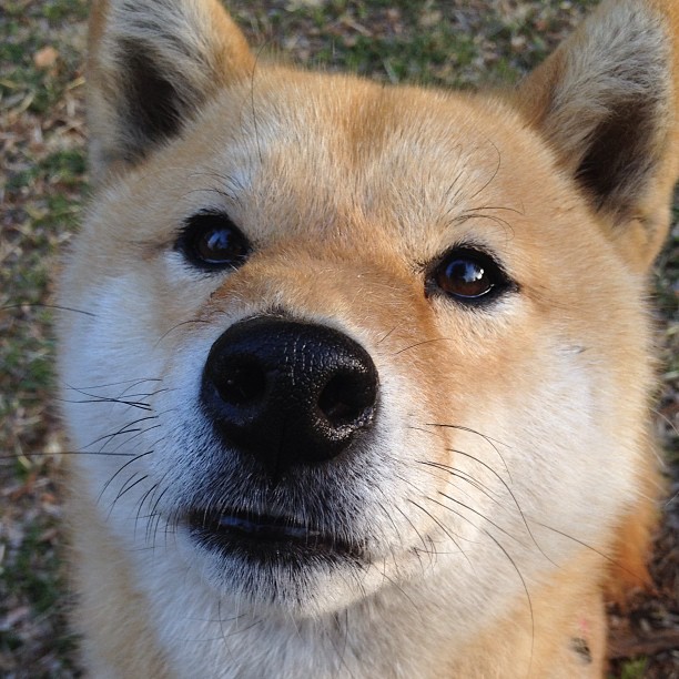 _温布尔登草地赛场发生惊天逆转，年轻球员闪耀全场_，温布尔登冠军