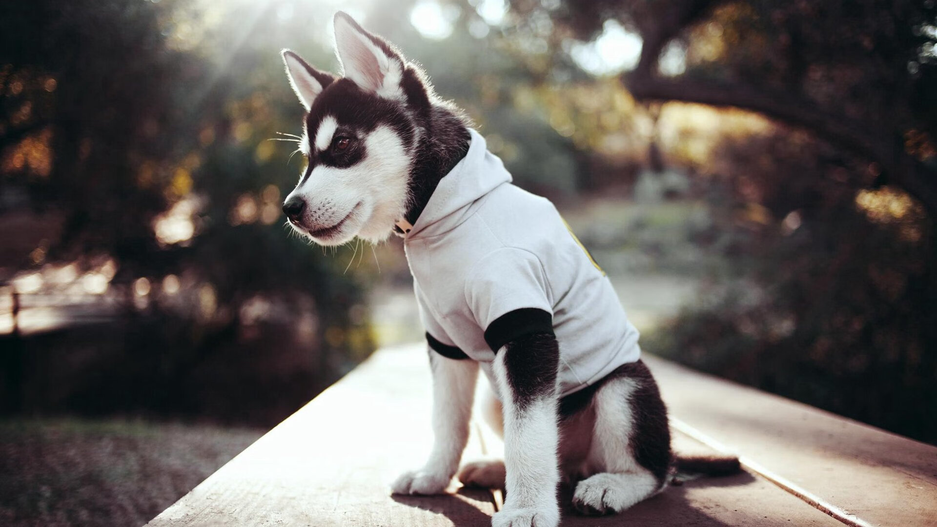 九游娱乐(jiuyou)官网-【规则影响】新规则如何改变顶尖运动员的战术布局？，运动员战术决策的水平和质量取决于哪些因素