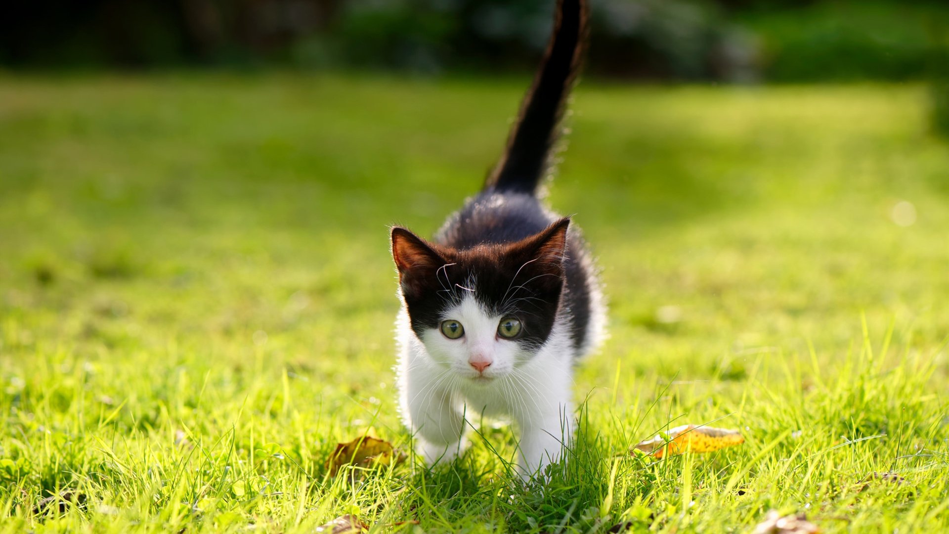 中国足球联赛数据分析平台实现智能化运营，足球联赛分析app