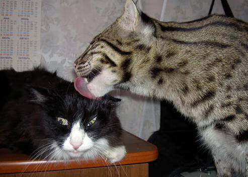 史上最具影响力的NBA球员MVP大名单公布，nba mvp名单