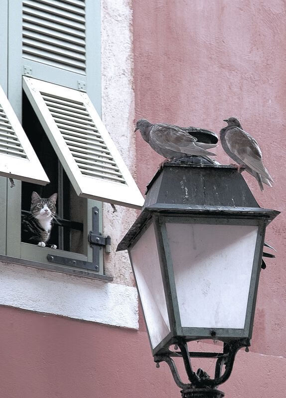 九游游戏中心官网-意大利马术协会推出马术运动员健康管理系统，关注运动员身心健康。