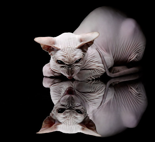 托特纳姆热刺欧冠淘汰赛被爆冷,托特纳姆热刺首发