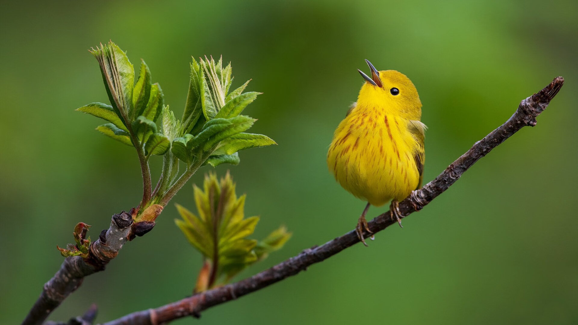 九游下载安装-法甲“榜尾之战”：升班马逆袭成功，保级形势愈发紧张，2020法甲升班马