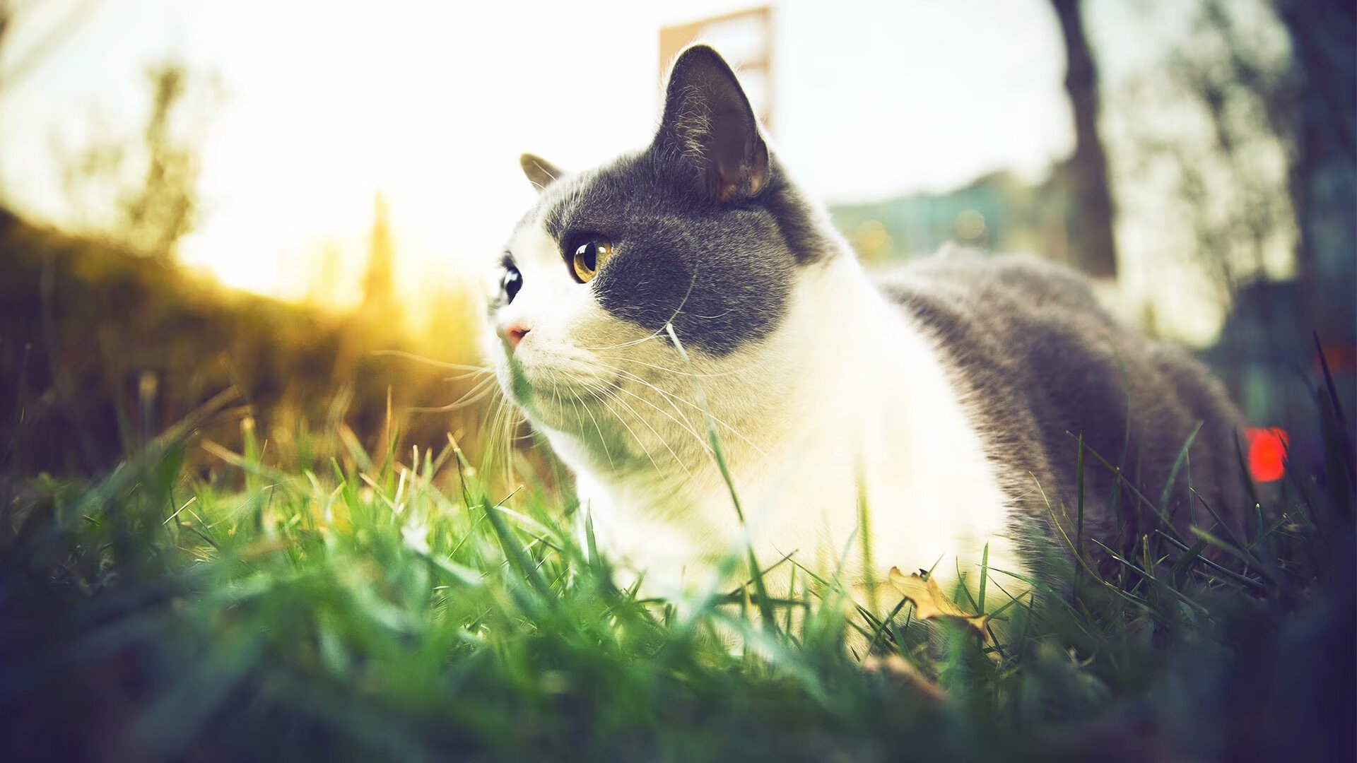 九游电脑版-现场气氛火爆！球迷欢呼声不断，场面热烈！，球迷们非常激动