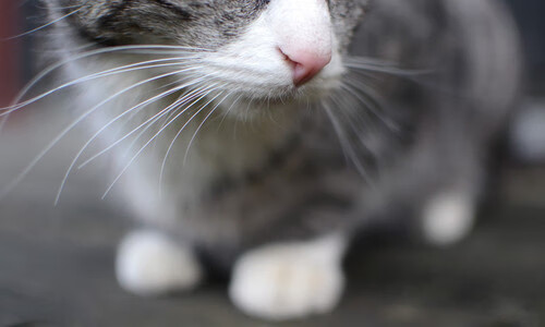 西甲决战，比分2-0，梅西关键助攻，比赛中最高射门准度达78%，西甲梅西今晚比赛