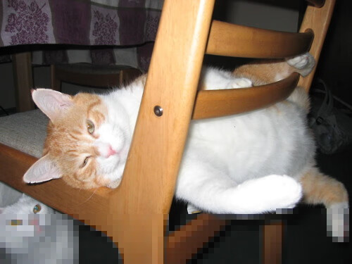 TI11冠军揭晓，战队辉煌夺冠，ti1冠军成员