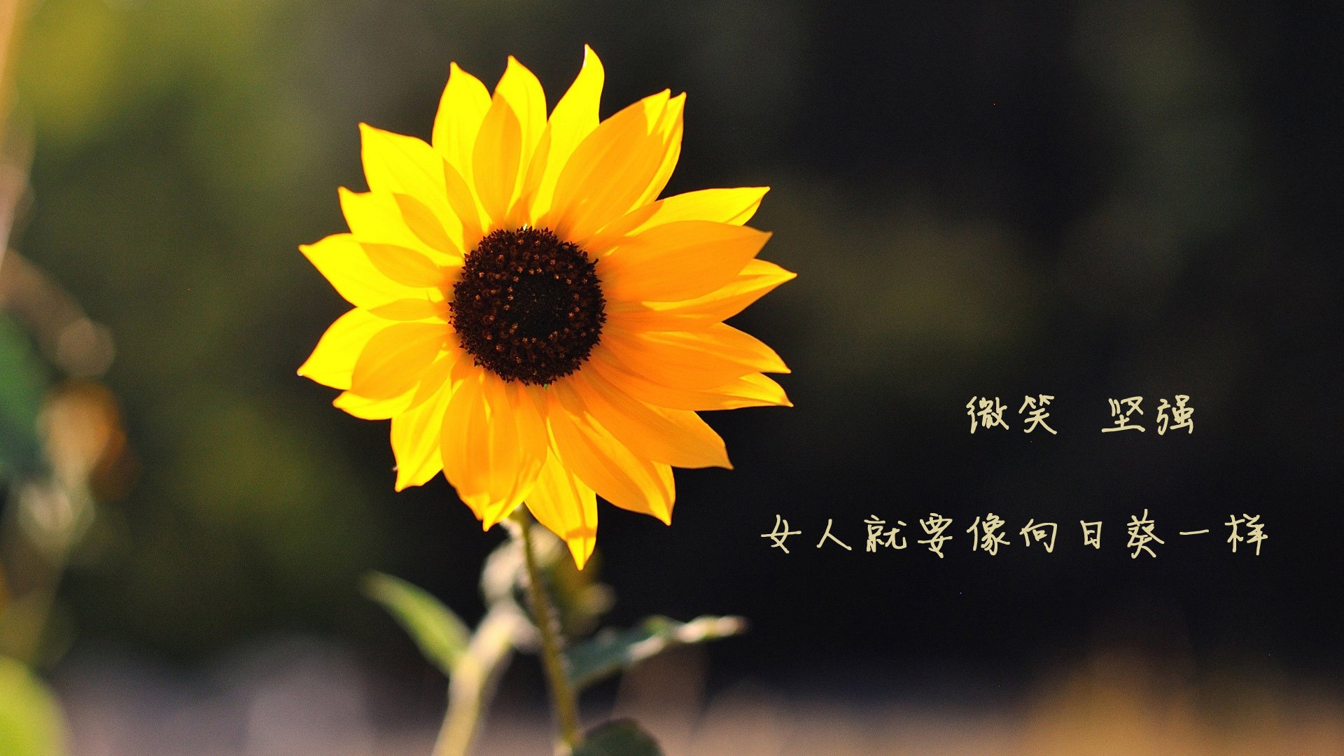 凯尔特人主场力克掘金，海沃德季后赛状态回暖，凯尔特人vs哈茨预测