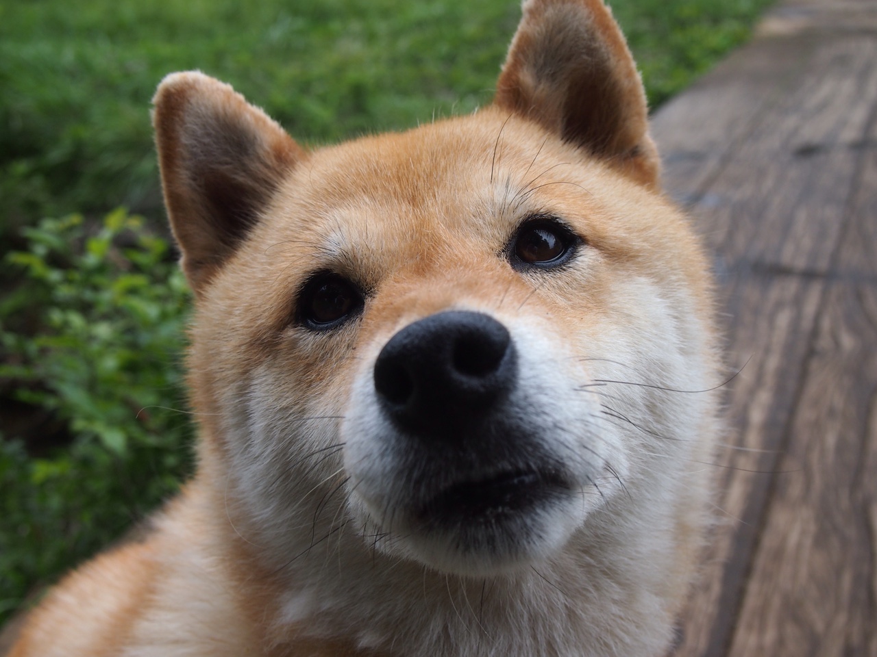 北京国安中场核心状态火热，北京国安主场