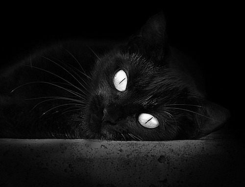 -挑战巅峰！球迷热切期待冠军之争，热火冠军球员