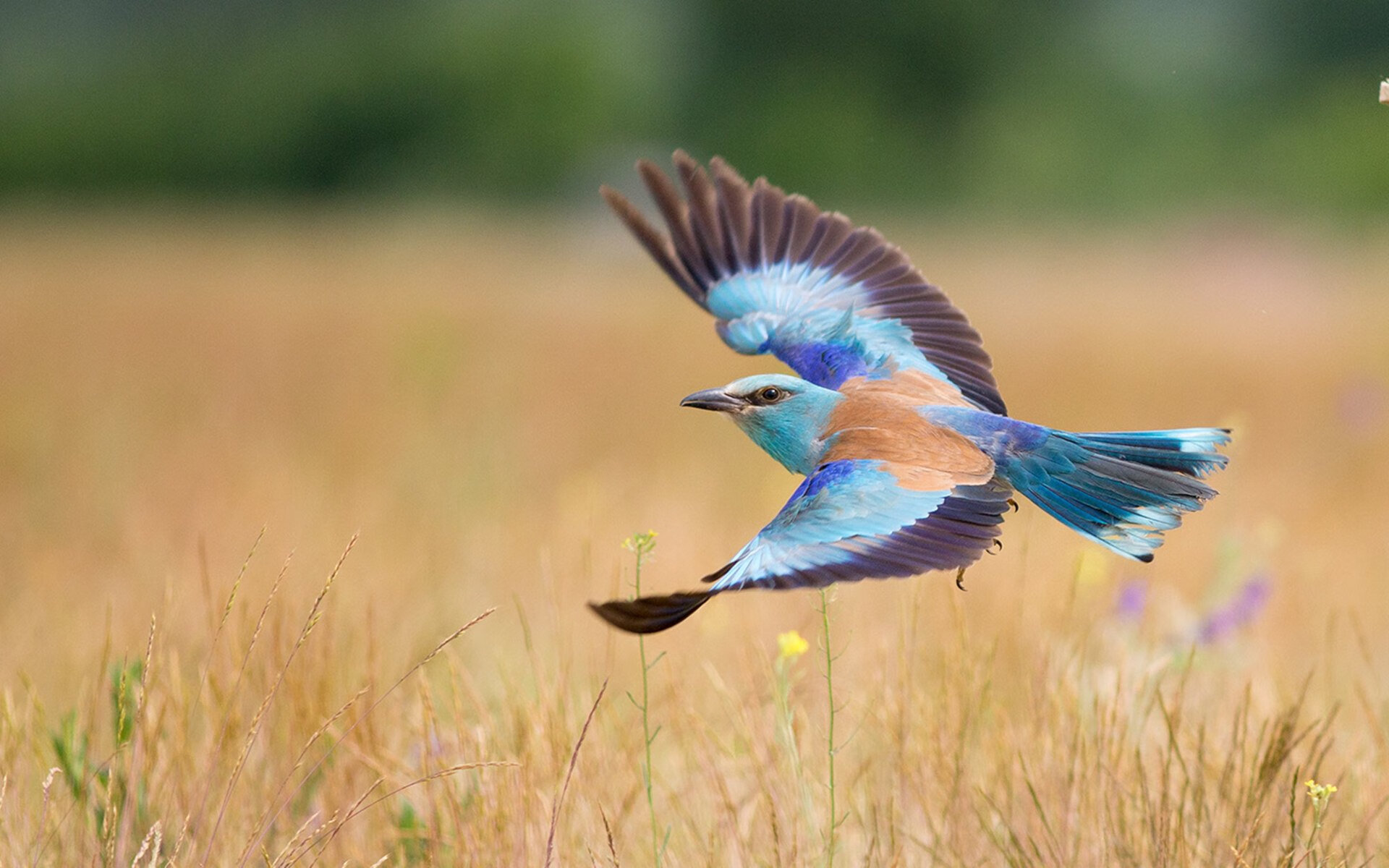 九游娱乐-梦想起航，足球巨星们为荣誉展开搏击，足球明星表演赛