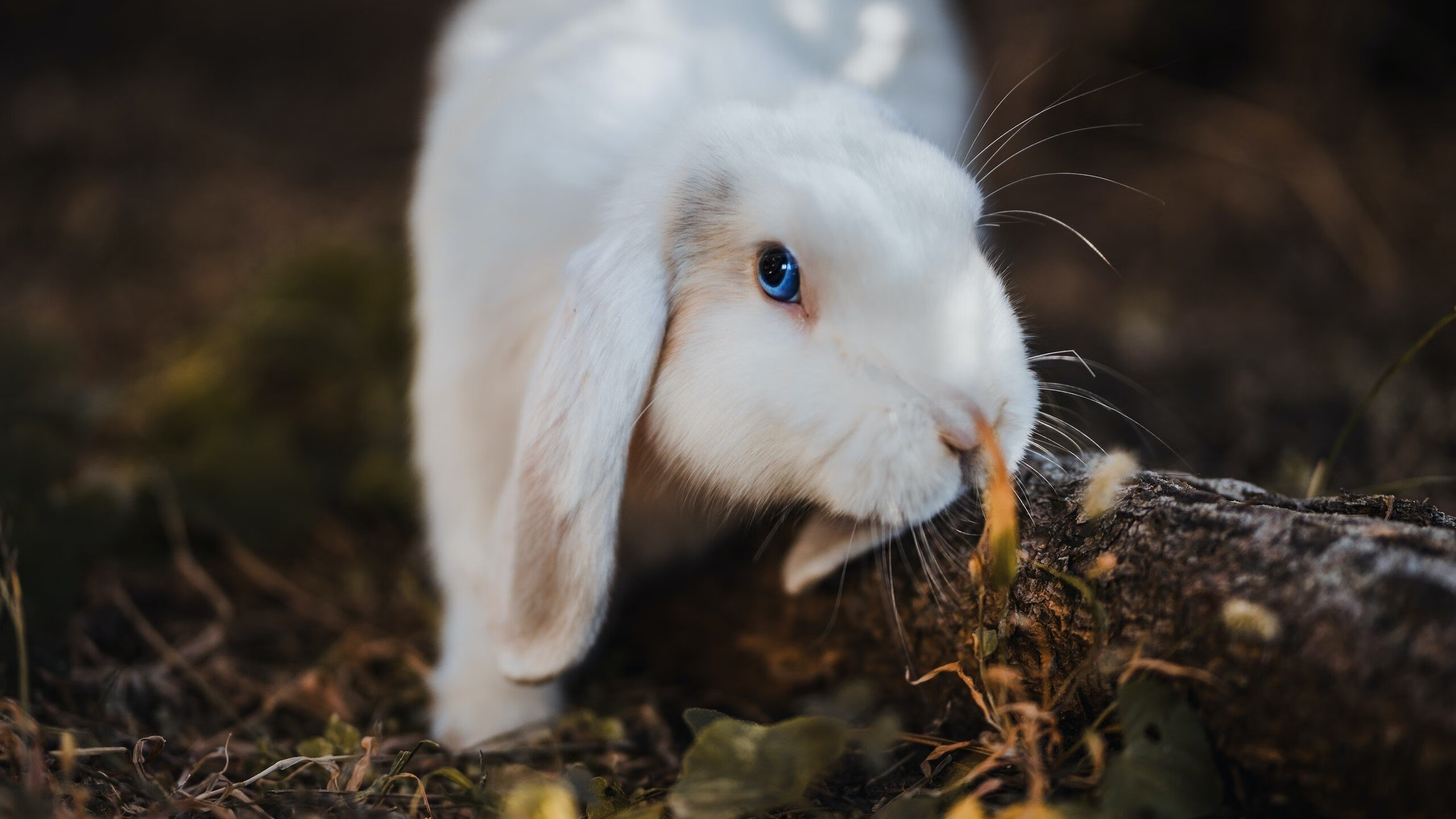 九游网页版入口-电竞职业选手饮食营养与体能训练结合的科学指导，电竞选手伙食