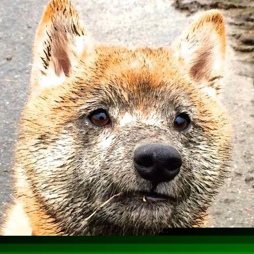 九游app下载中心-美国女足队长致辞，期待下一场胜利！，美国女足主力