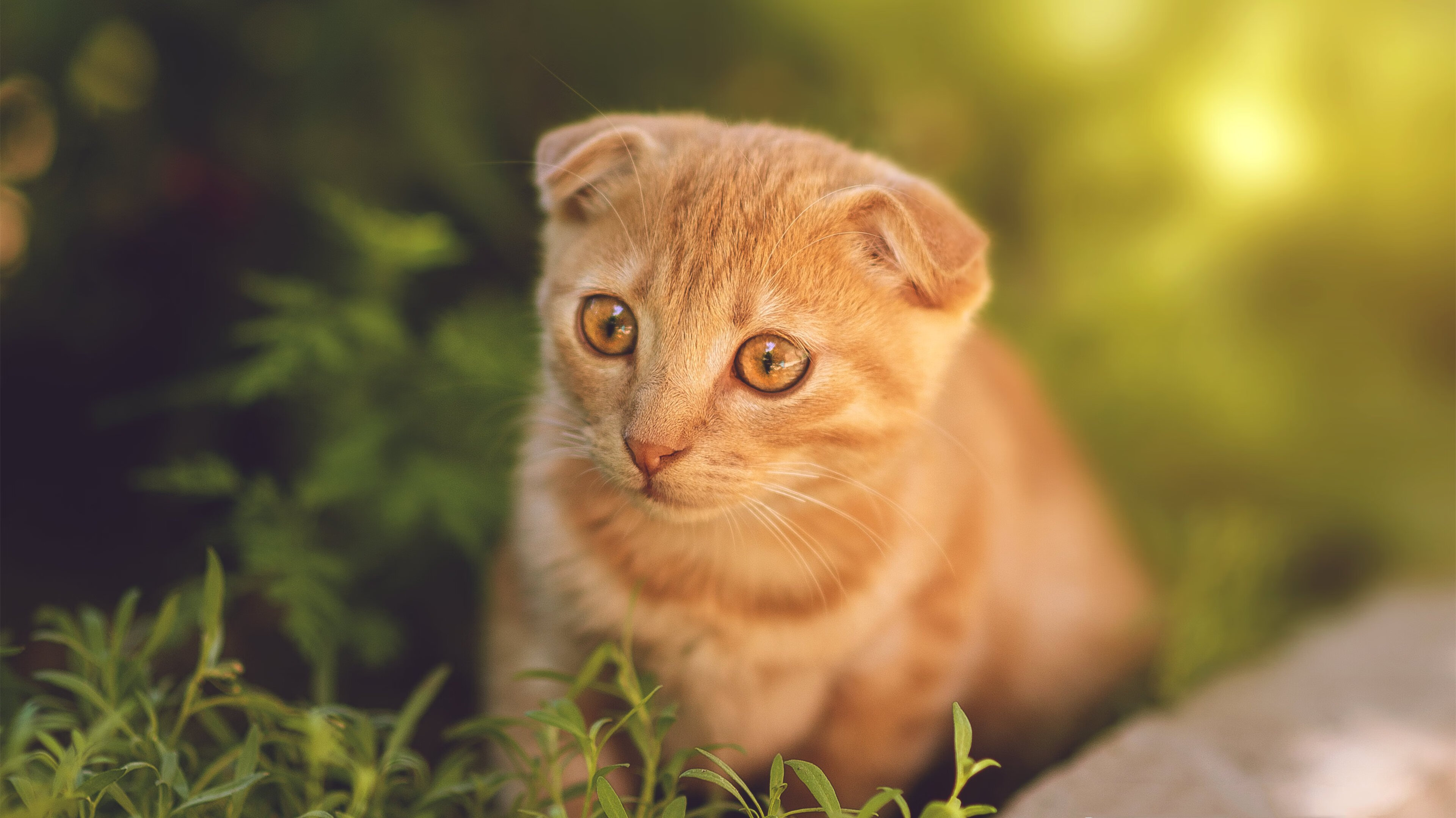 中小学生体育课程满意度与学习动机关系研究，中小学生对体育课的兴趣