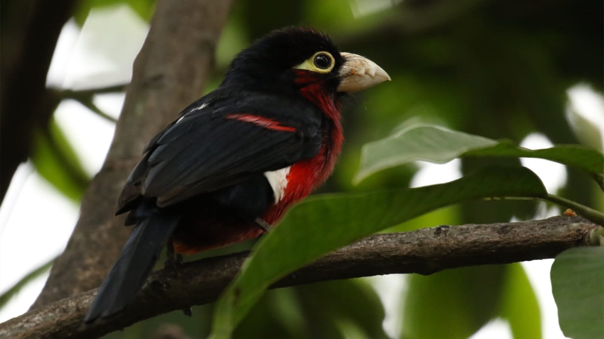 篮球运动员心理健康促进措施研究，篮球运动员心理素质的重要性