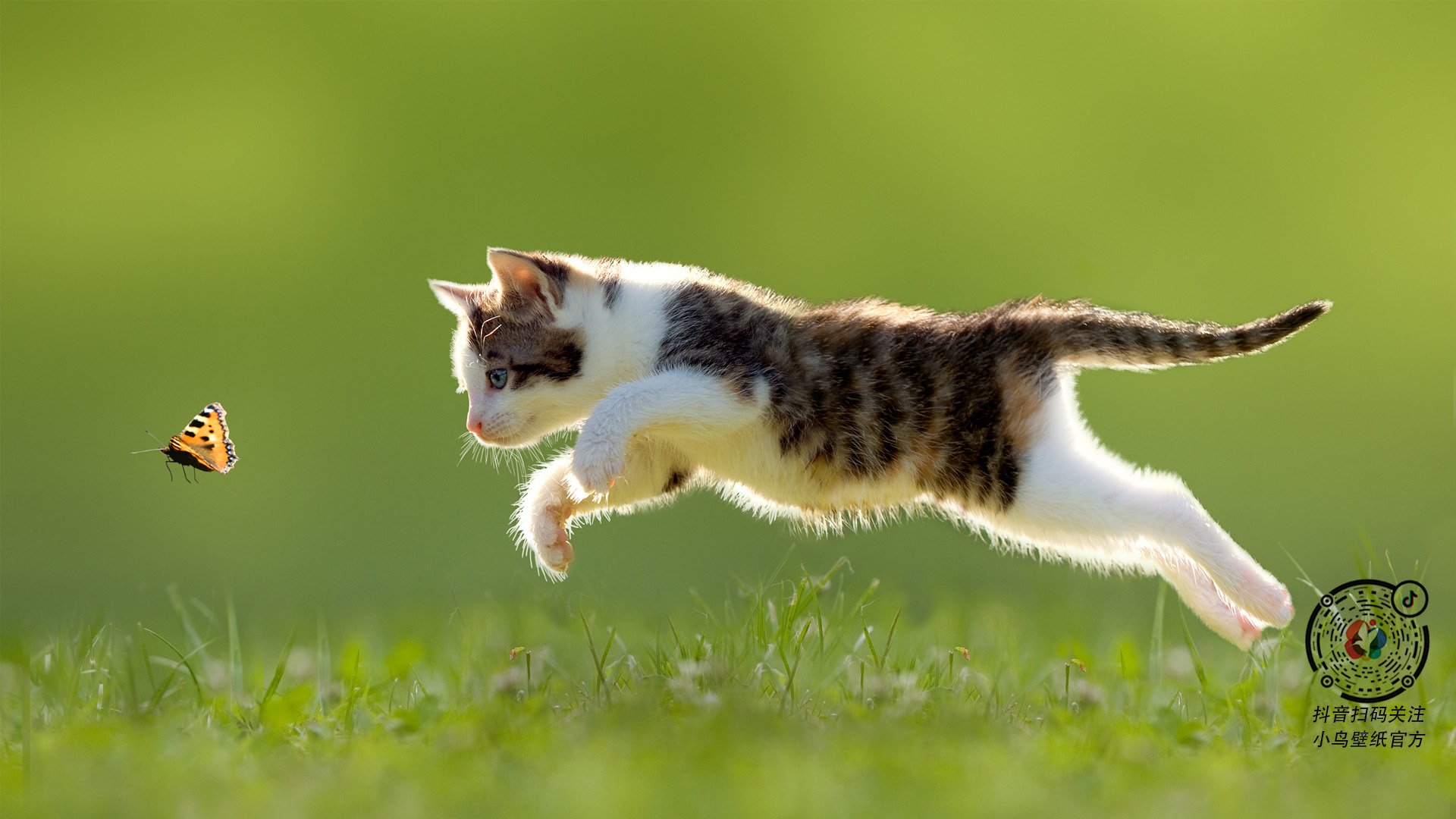 男泳新星闪耀国际舞台，男子泳装表演