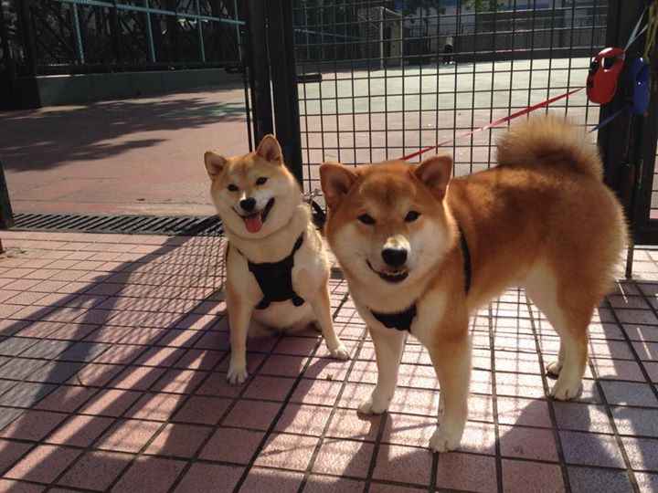 九游下载中心-赛事传播平台启动海外社交账号试运营，海外赛区