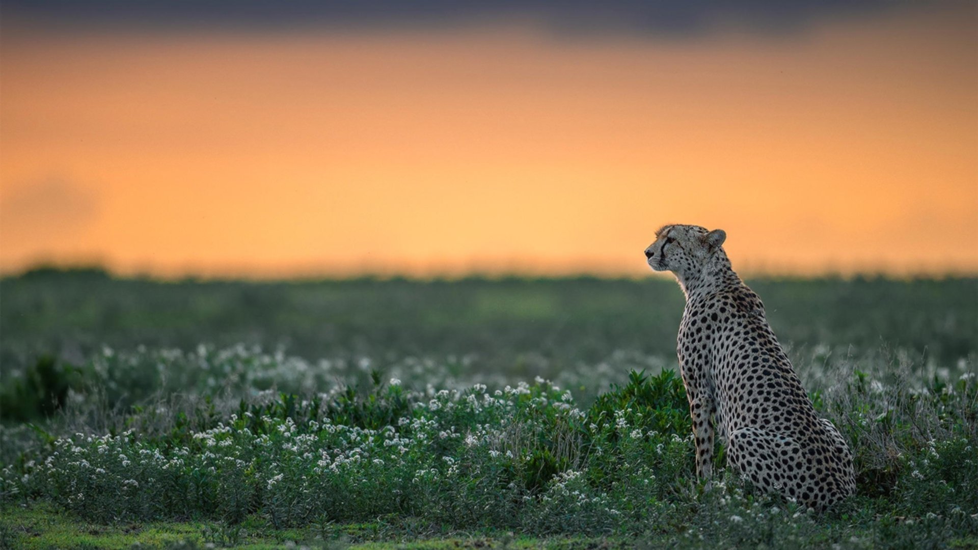 凯特·道格拉斯泳姿优雅,实力硬核,道格拉斯 凯瑟琳