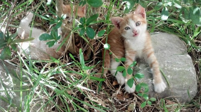 南半球强队对决，橄榄球冠军锦标赛燃情开战，橄榄球南非