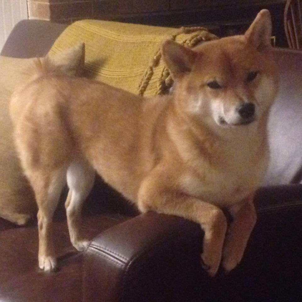 新闻中心报道：中国冬奥场馆维护工作全面完工，冬奥会场馆建设进展