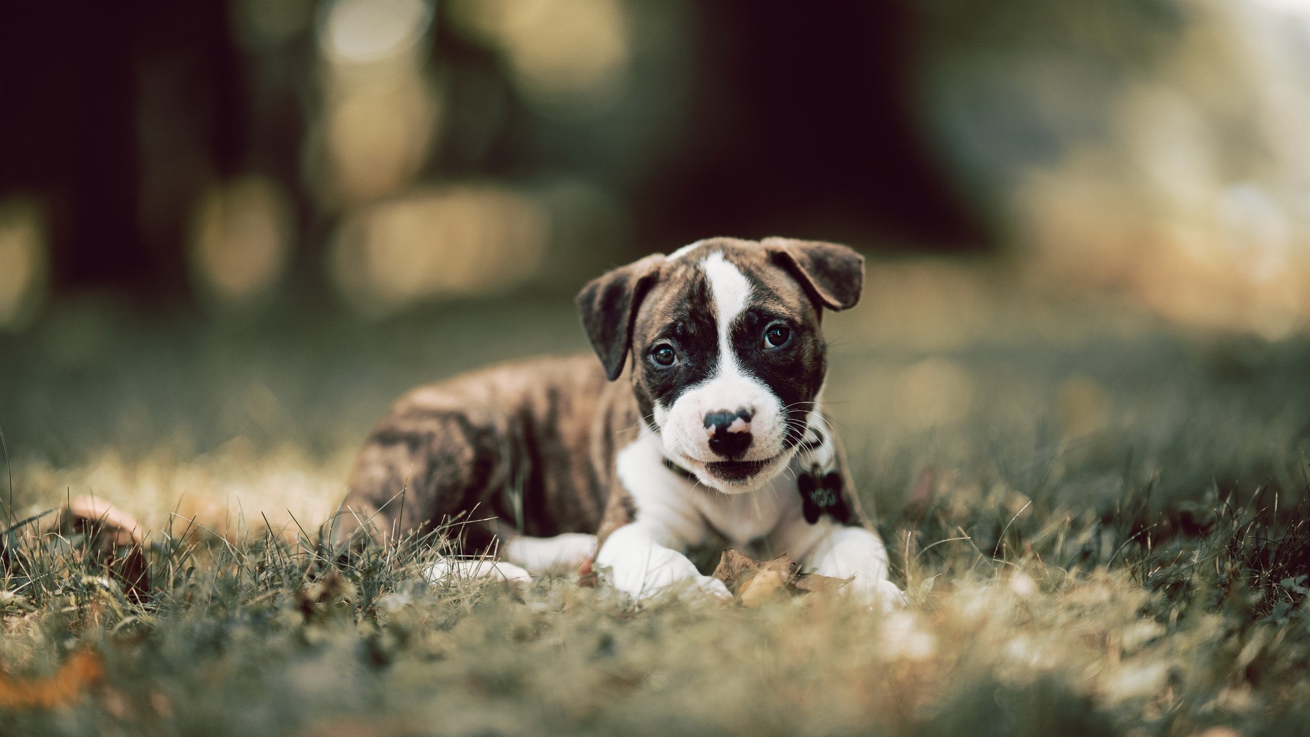 九游下载安装-王宗源跳水技术细节获赞，王宗源跳水视频