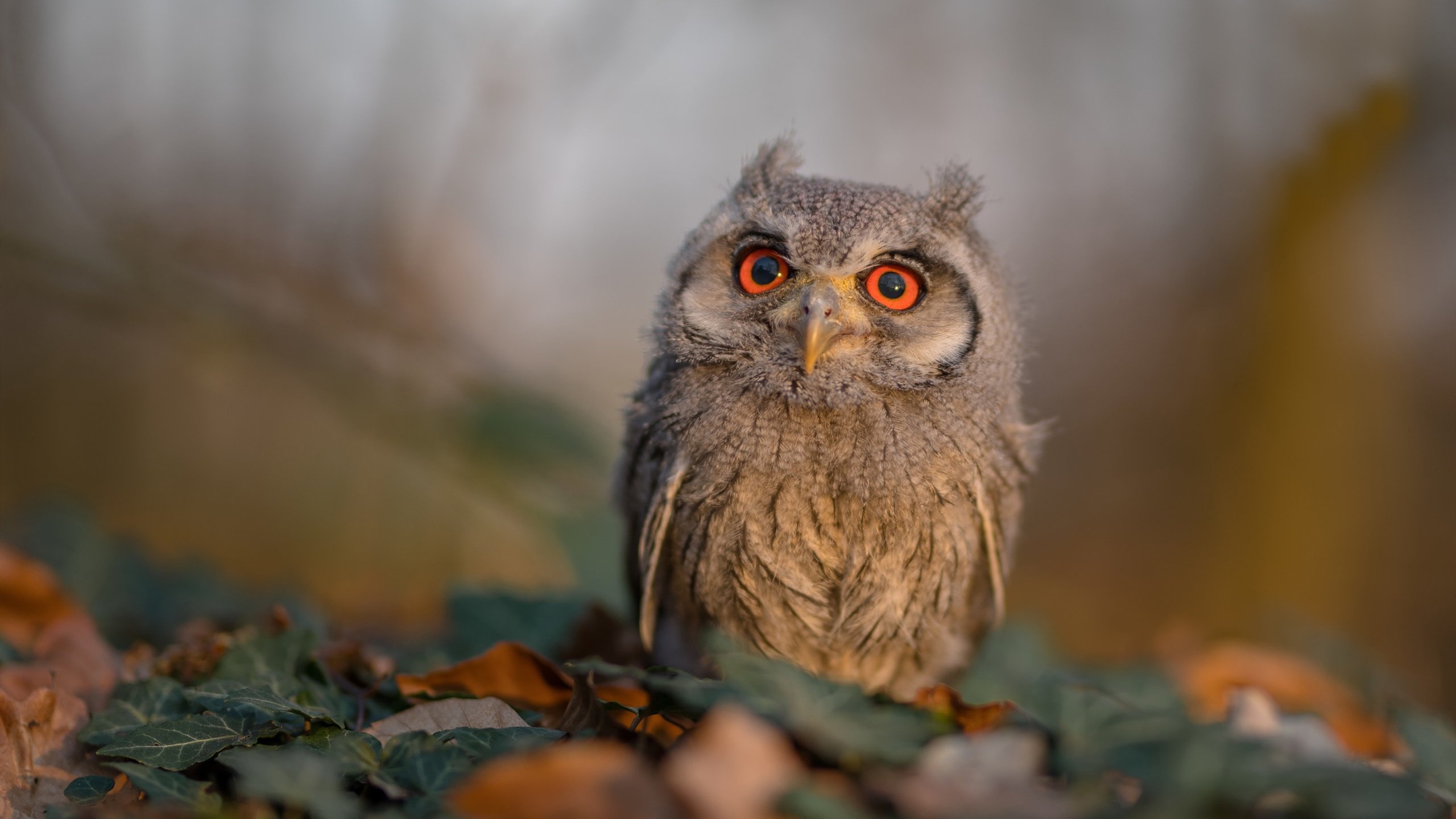 JiuyouAPP下载-绿色节能足球器材在市场中的渗透率持续提升，推动行业绿色升级