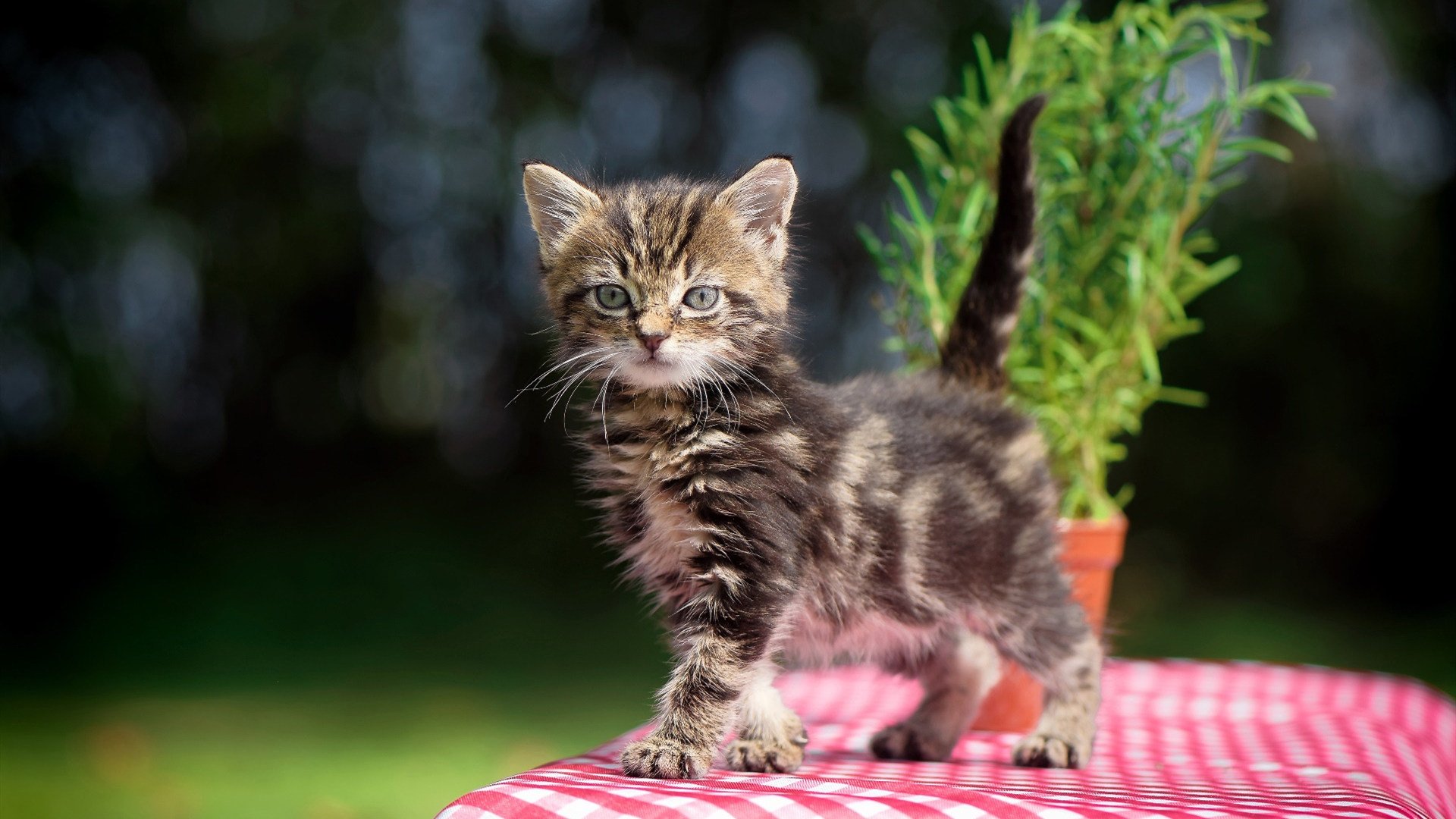 英橄协设立多语种推广项目