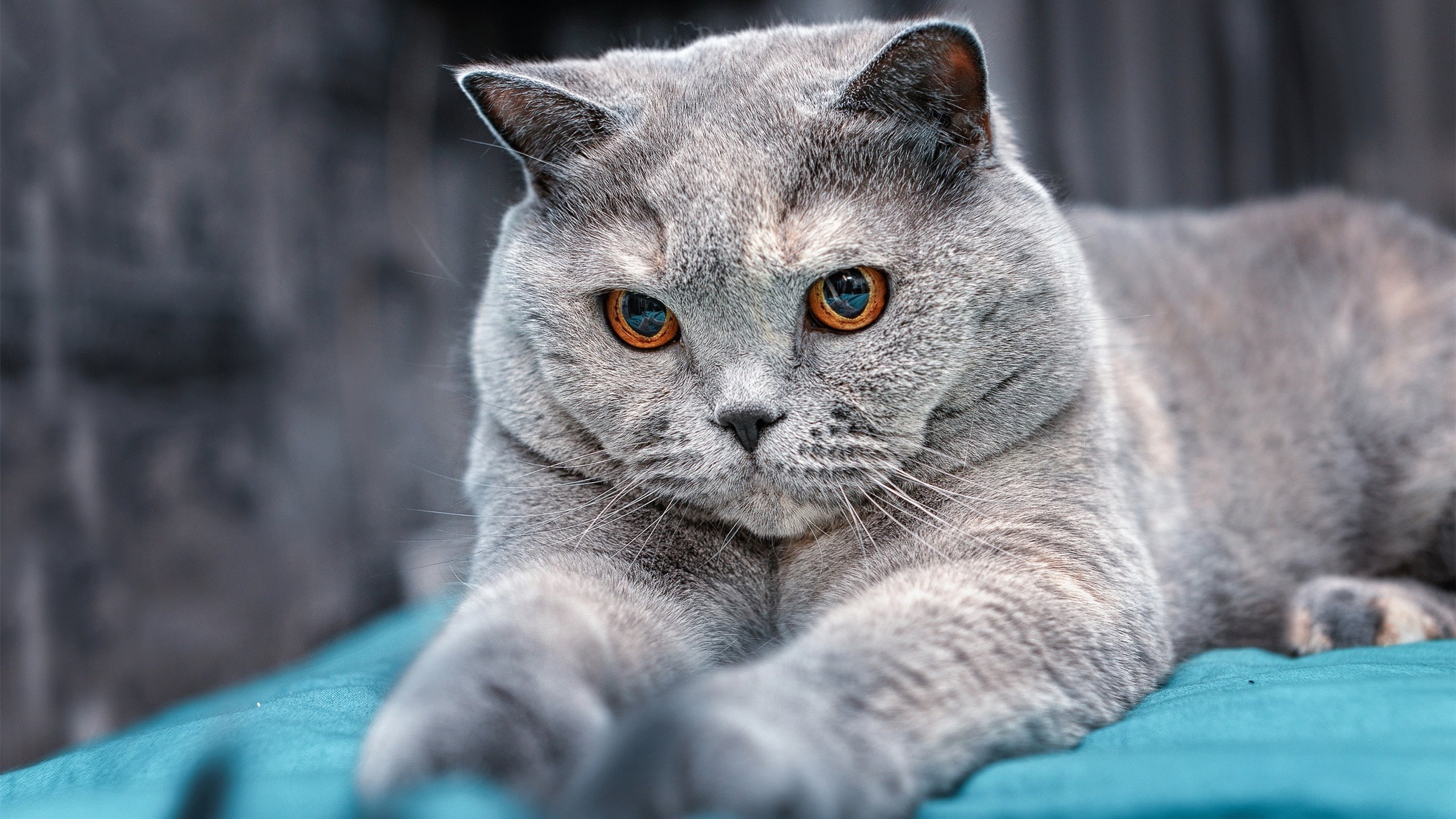 跳水高难动作波兰稳健完成,波兰跳伞者误降足球比赛现场