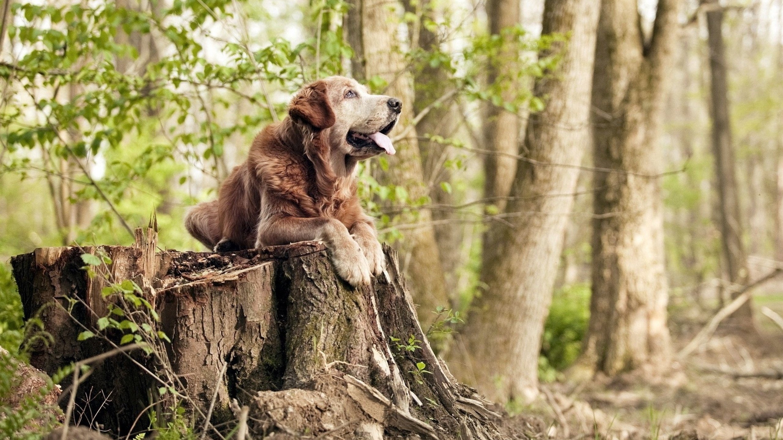 九游9游-黄蜂新援合练表现获主帅高度评价，黄蜂最佳新秀